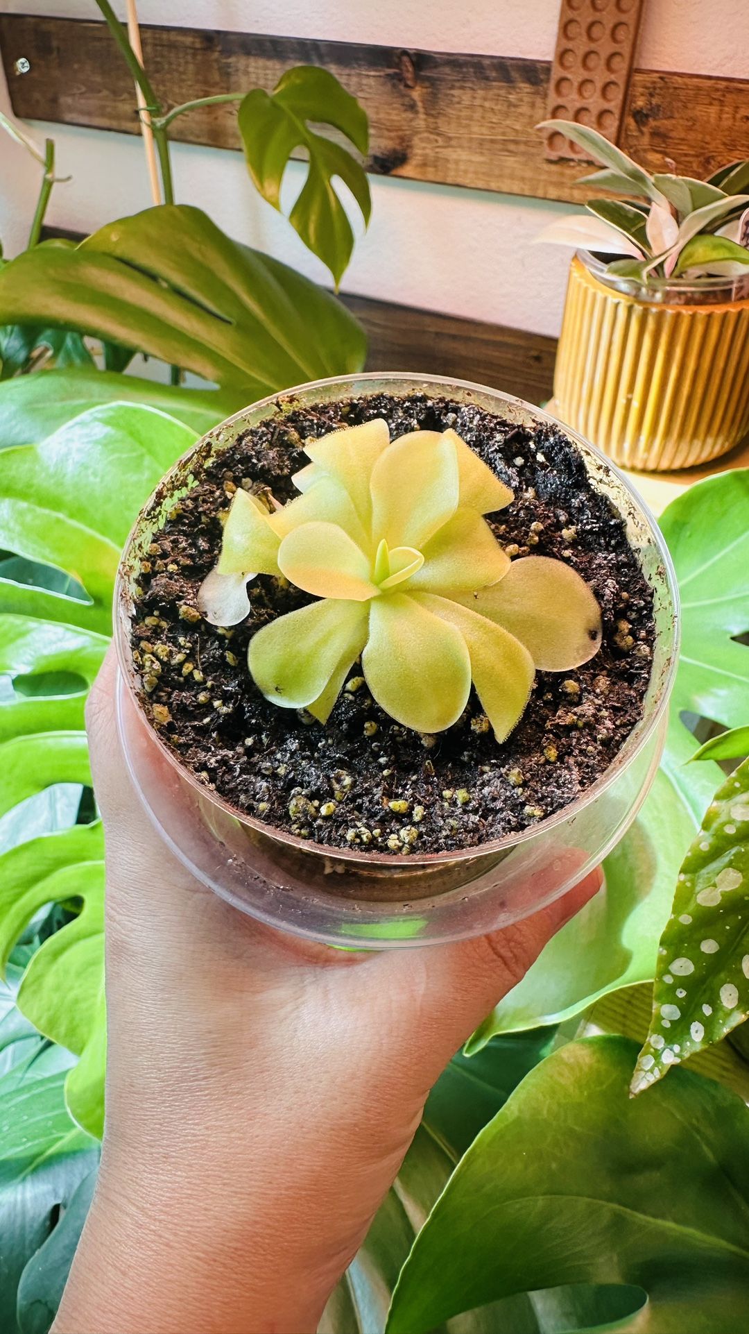 Pinguicula for Sale – $10 (Firm) or Trade [ Houseplant - Indoor plant - Potted plant -  Live plant - Plant sale - carnivorous plant - butterwort