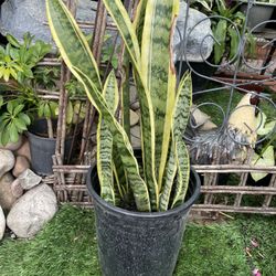 Mother’s Day flower Arrangement