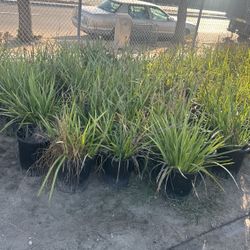 Plants