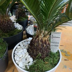 8’. Sago Palms. $20. New!!
