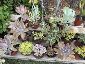 Variety Of Succulents Plants