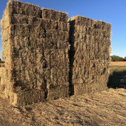 5th cut alfalfa with about 10% grass / 5 Corte alfalfa como con el 10% de sácate