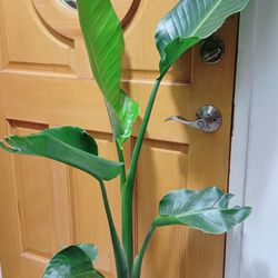 Bird of Paradise