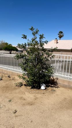 Healthy APPLE tree 4 years old.  Read description
