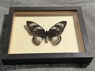 Dried Butterfly 1601