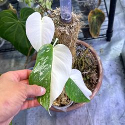 Variegated Monster Albo Half Moon