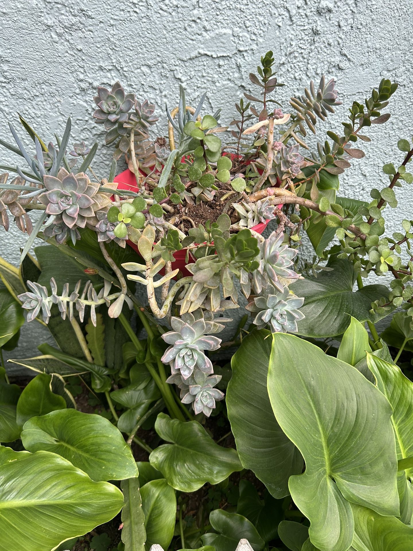 Una Succulents