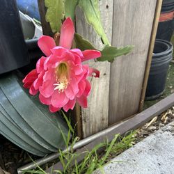 Epiphyllum Orchid Cactus $15 Both