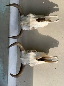 Steer Skulls
