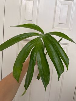 Rhaphidophora decursiva ‘ Dragon Tail’ plant CUTTING