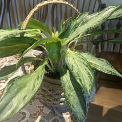 Aglaonema plant