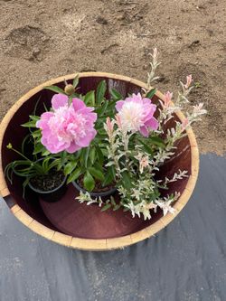HIGH QUALITY LANDSCAPE PLANTS
