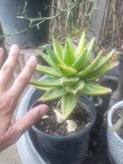 Aloe Noblis