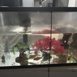 Fish Tank Fish Included