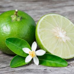 Mexican Grande(Large) Lime Key Lime tree for sale Organic