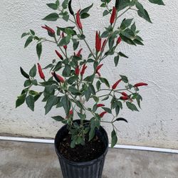 Hot Red Peper Chili Plant