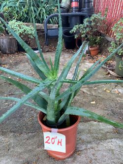 Potted Aloe