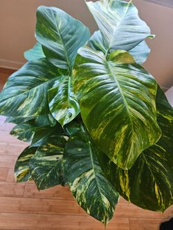 POLED GIANT / BIG leaf Hawaiian Golden Pothos Live  Massive Indoor Plant with Support and Well Rooted