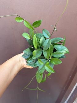 4” hoya fungii x royal hawaiian