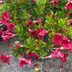 Brazilian Jasmine