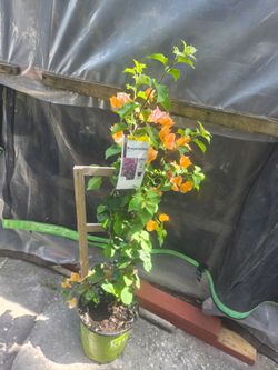 Bougambilia Plant And Flowers