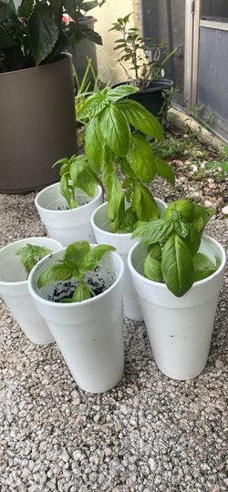Basil
