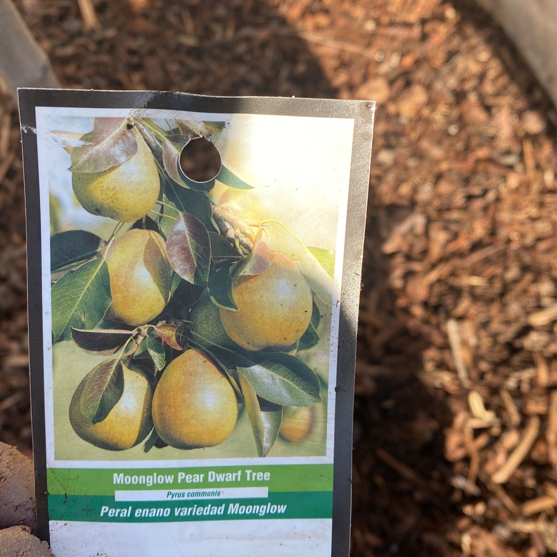FREE Pear Fruit Tree for Sale in Federal Way, WA OfferUp