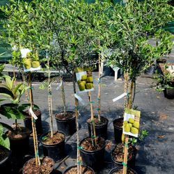 Olive 🫒 Fruit Trees