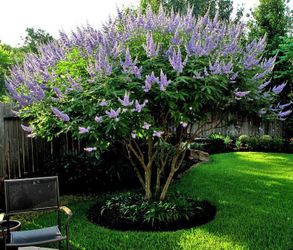 Vitex tree sapling about 6 inches tall, grows fast after repot - 3$