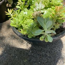 Plant Suculent One Cost $15