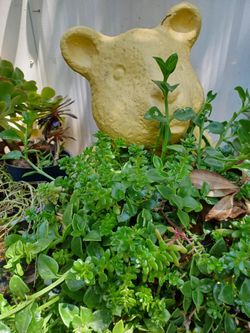 Teddy Bear Clay Pot Includes Suculents Plants  