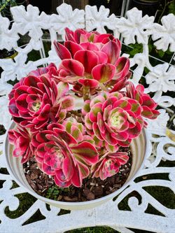 CLUSTERS OF PINK WITCH AEONIUM SUCCULENT PLANT - Very Easy To Grow