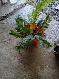 Palm Tree