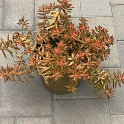Succulent Plants 