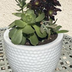 Beautiful Succulent Pot
