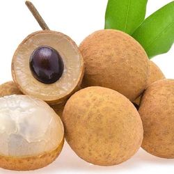Healthy Logan Fruit Tree Plant 