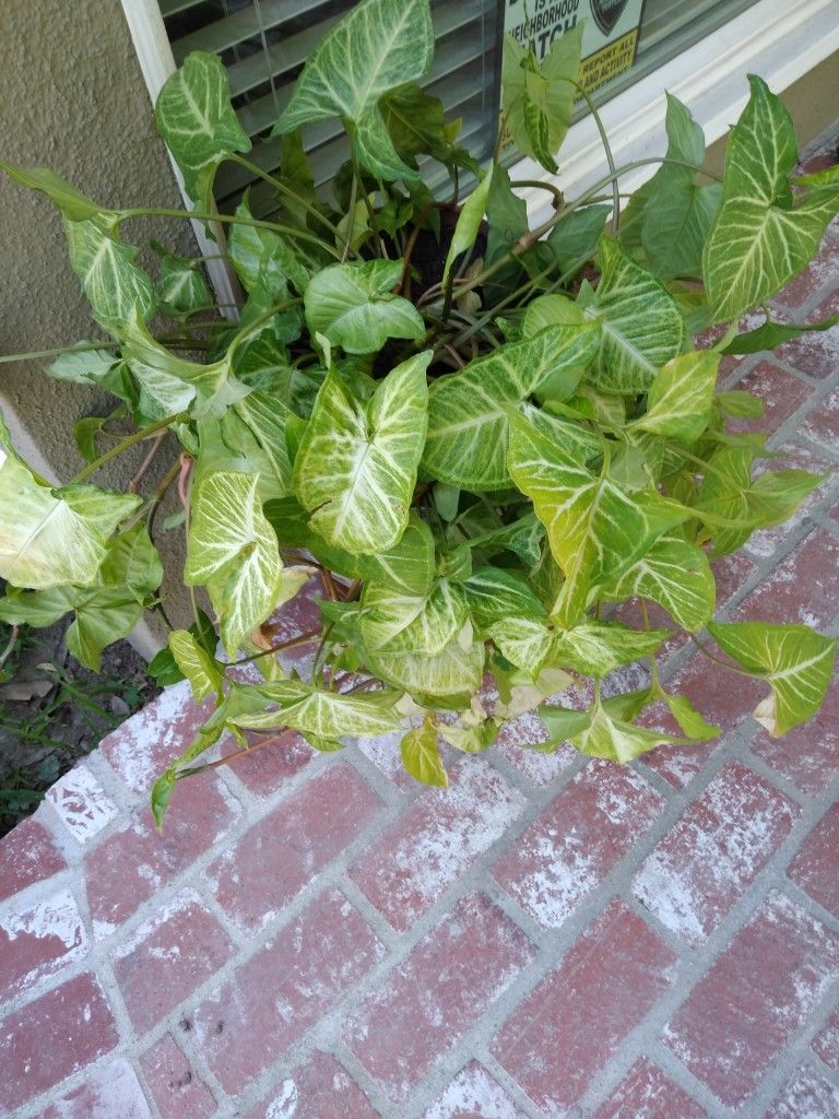 Indoor/Outdoor Healthy Plant
