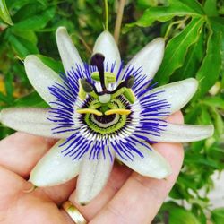 Blue Passion Flower ‘Passiflora Caerulea ‘Duuk’’ (Out/In Door Life Plant)