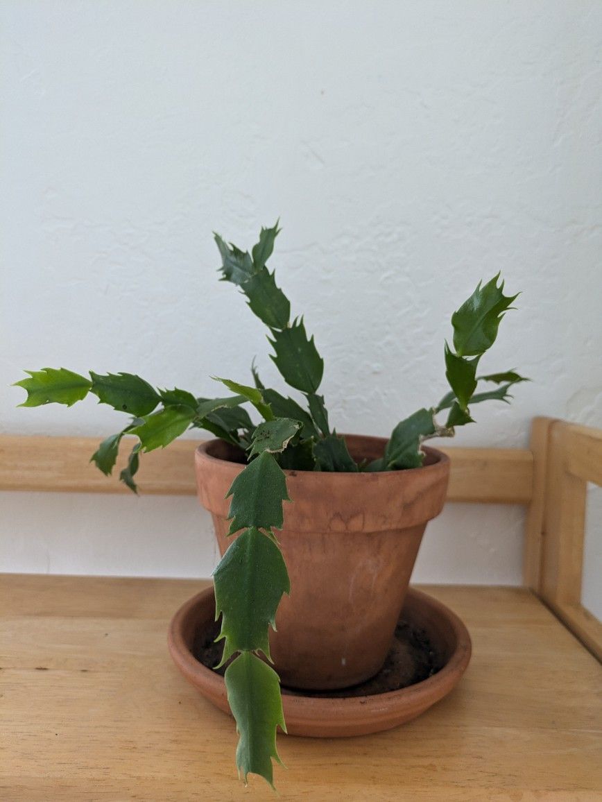 Christmas Cactus, Flowering