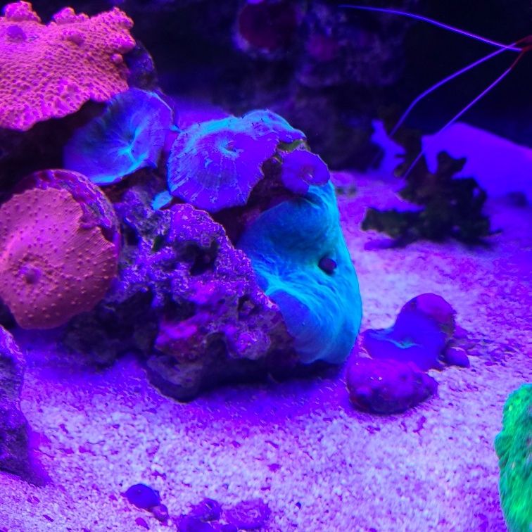 Blue Mushroom Coral
