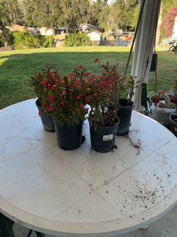 5 1-gallon crown of thorn corona de cristo red flower