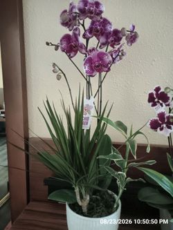 Orchids! (2)