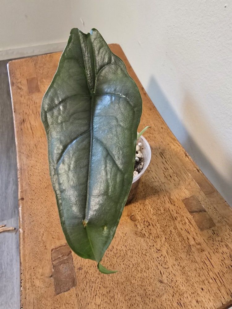 Alocasia Dragons Breath 