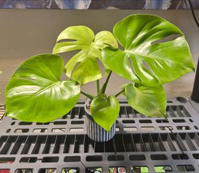 Monstera Lemon Lime