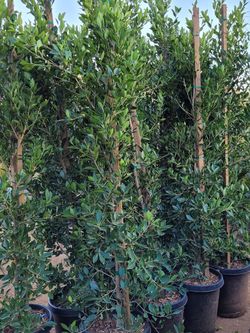 Ficus Nítida Indian Laurel