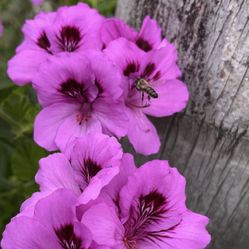 Regal geranium ( Pelargonium) planta
