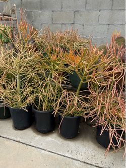 3ft to 4ft Tall Firesticks Plants for $25 each