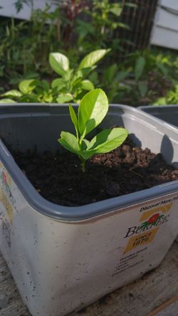 Lemon Plants