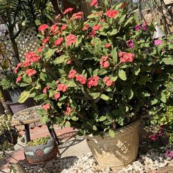 Corona De Cristo Plant -crown Of Thorns Plant 