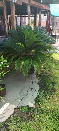 SEGO PALM